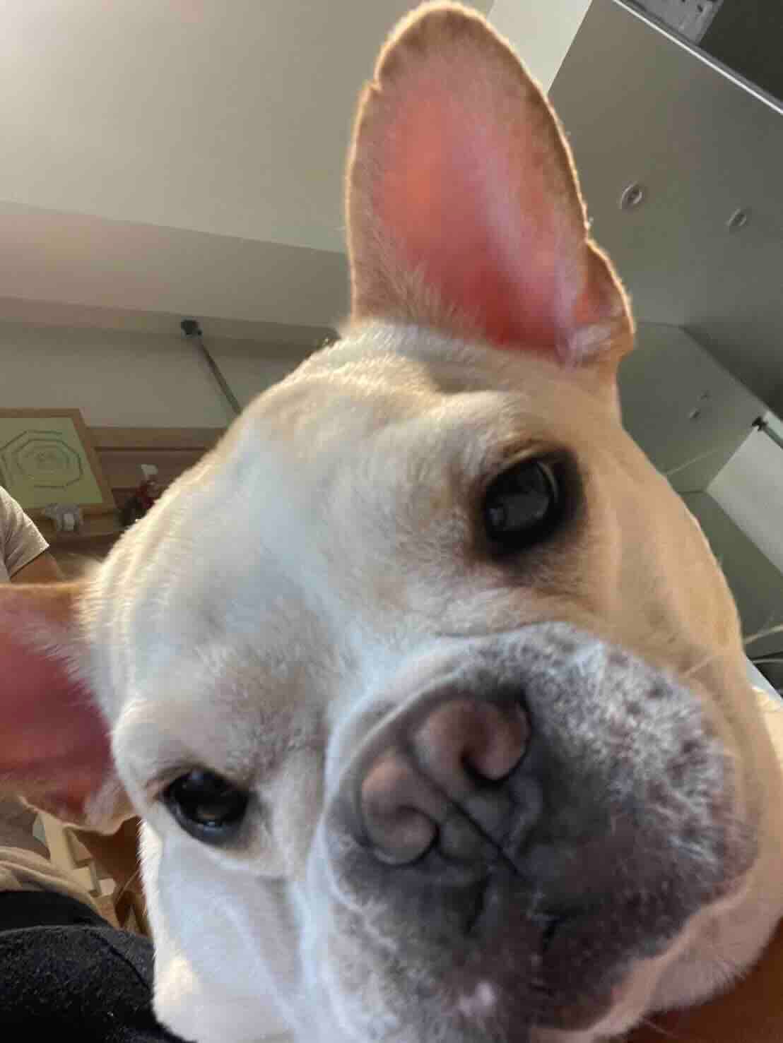 動物溝通體驗課